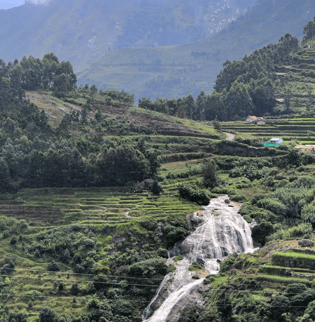 Western Ghats Vegetation