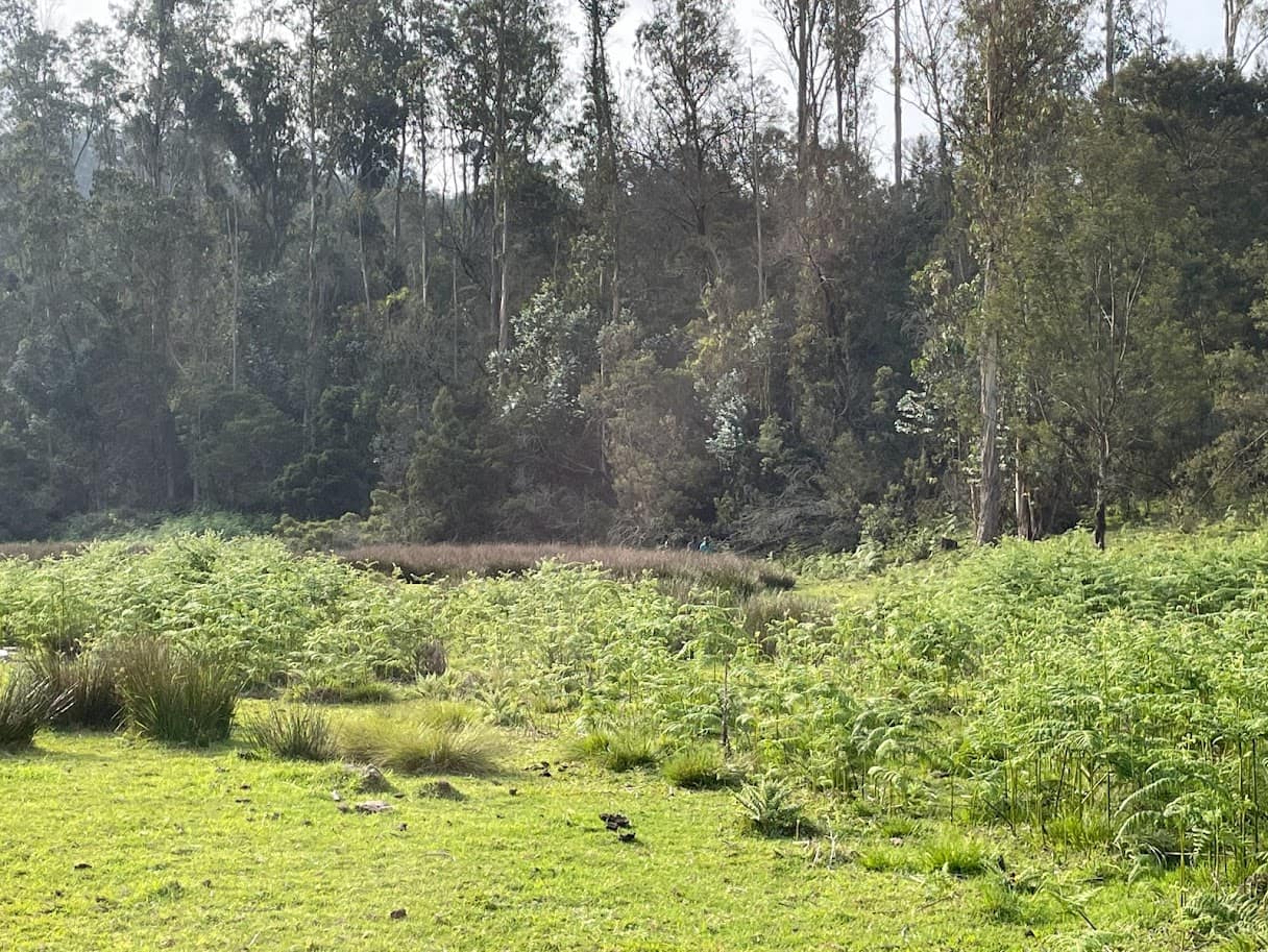 Grasslands of Kookal