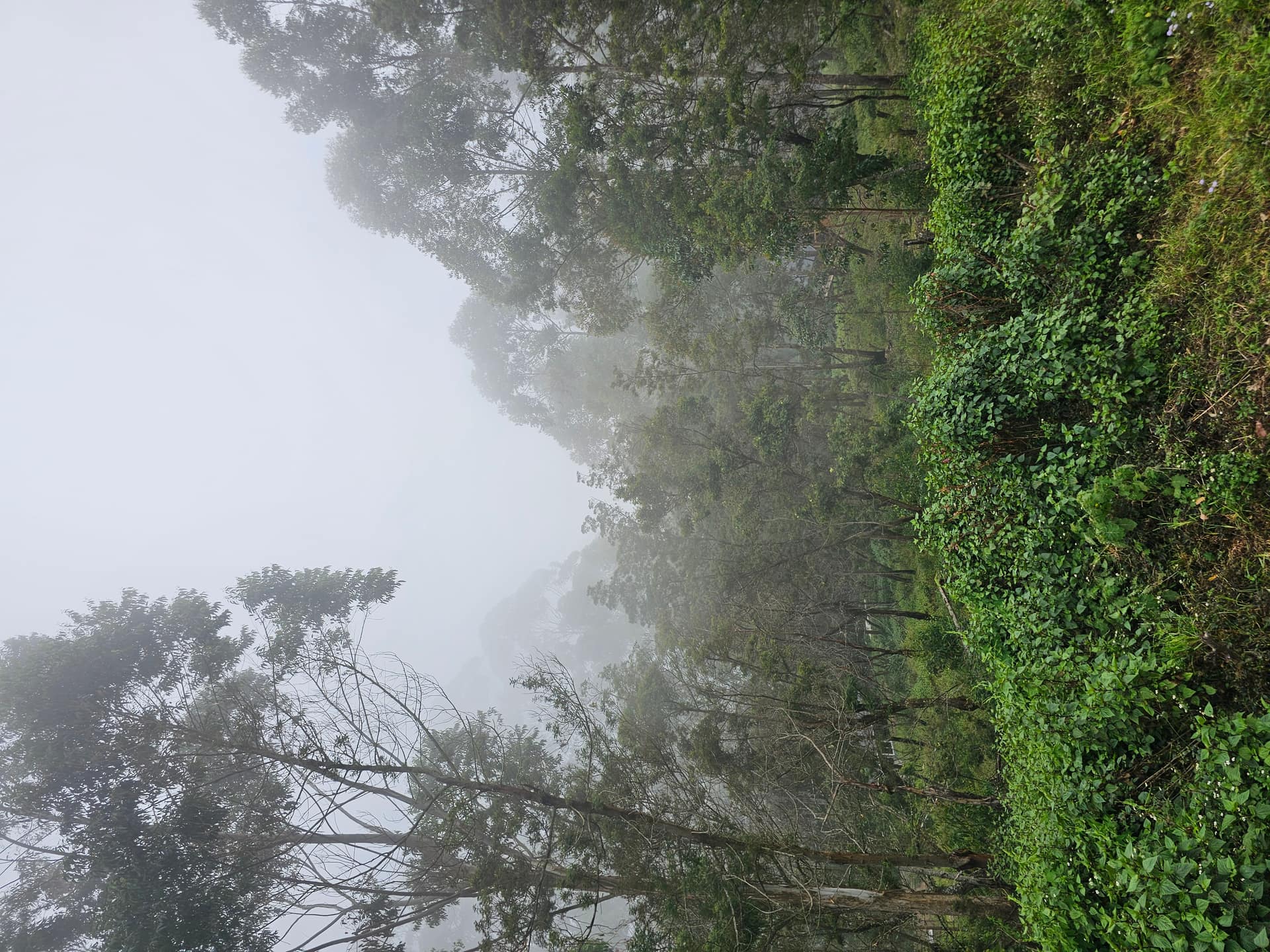 Misty Mountain View